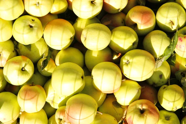 Bakgrund av gröna äpplen — Stockfoto