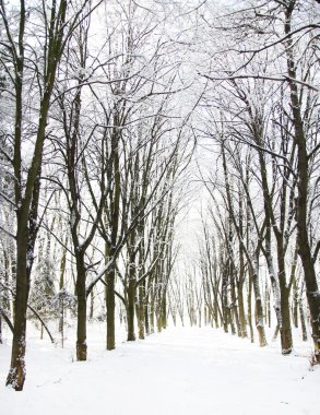 Güzel Kış Ormanı