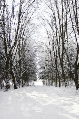 Güzel Kış Ormanı