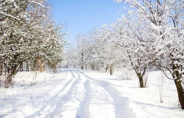 Güzel Kış Ormanı