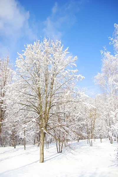 Hermoso bosque de invierno — Foto de Stock