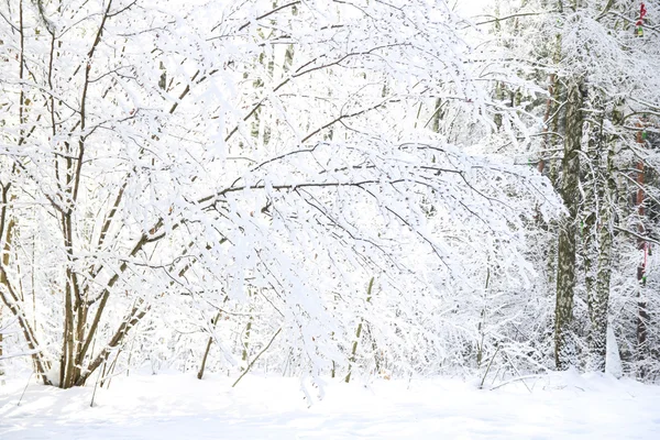 Schöner Winterwald — Stockfoto