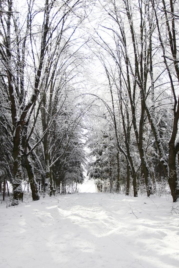 beautiful winter forest