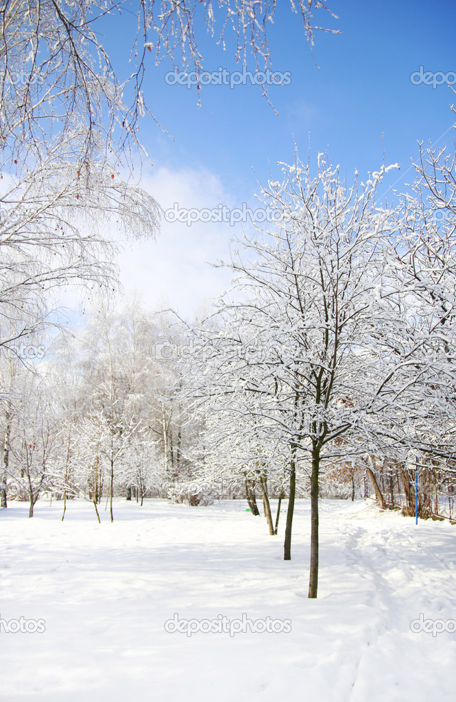 beautiful winter forest