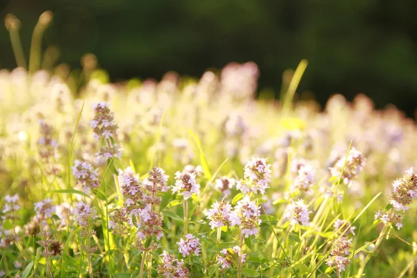 Beautiful purple flowers in nature — Stock Photo, Image