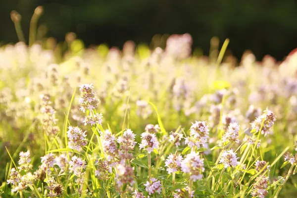 निसर्गातील सुंदर जांभळा फुले — स्टॉक फोटो, इमेज