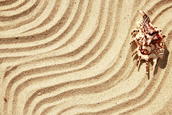 Песок с раковинами на пляже — стоковое фото