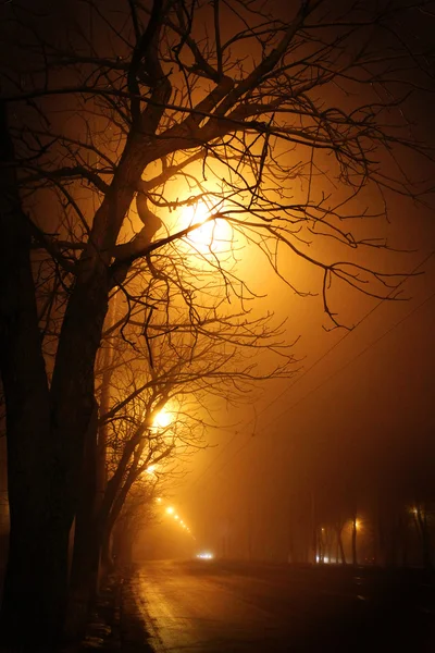 Bomen naast de weg in de nacht — Stockfoto