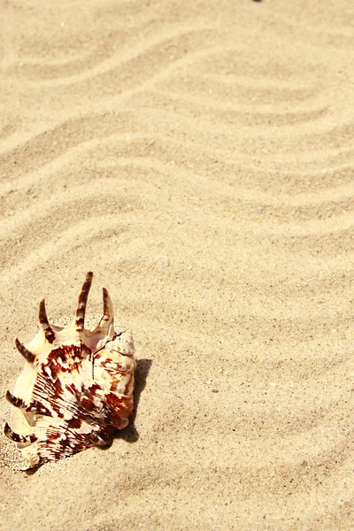 Fundo de areia com conchas — Fotografia de Stock