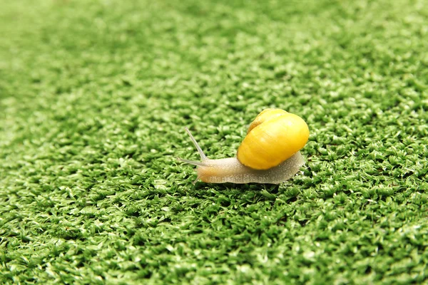 Escargot rampant sur l'herbe — Photo