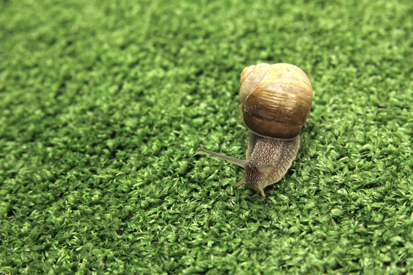 Snail crawling on grass — Stock Photo, Image