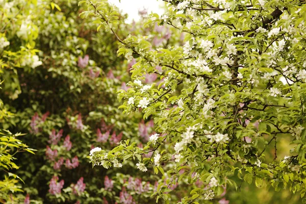 Árbol hermosas flores blancas brotes — Foto de Stock