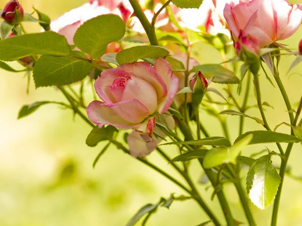 Beautiful branch of roses flowers — Stock Photo, Image
