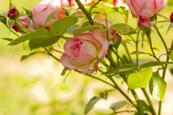 Pink rose flowers branch — Stock Photo, Image