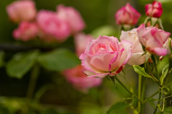 Pink rose flowers branch — Stock Photo, Image