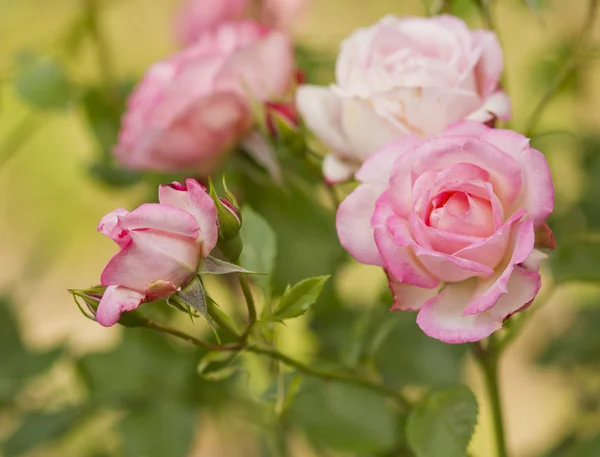 Pink rose flowers branch — Stock Photo, Image