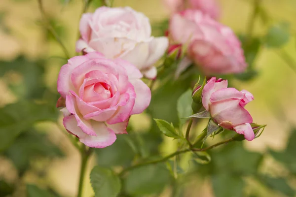 Pink rose flowers branch — Stock Photo, Image