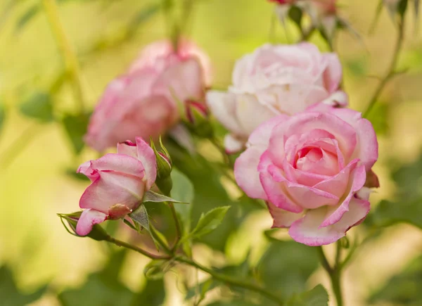 Pink rose flowers branch — Stock Photo, Image