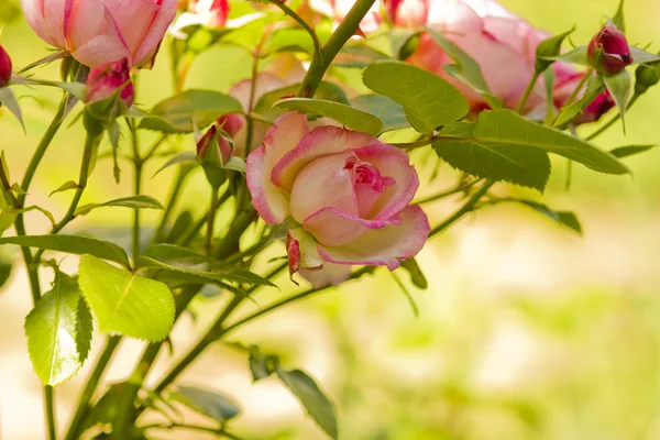 สาขาดอกกุหลาบสีชมพู — ภาพถ่ายสต็อก