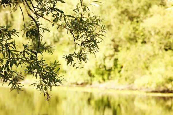 Trees and lake — Stock Photo, Image