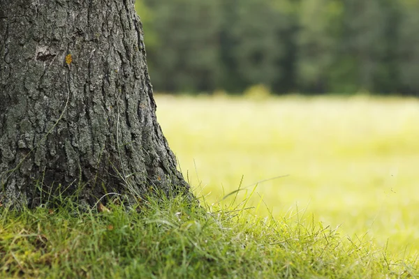 Baum in der Natur — Stockfoto