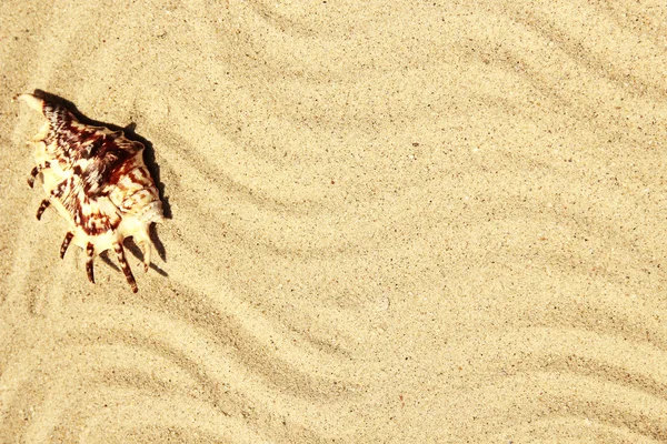 Песок с раковиной — стоковое фото