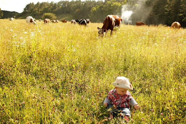 Jongen en koeien — Stockfoto