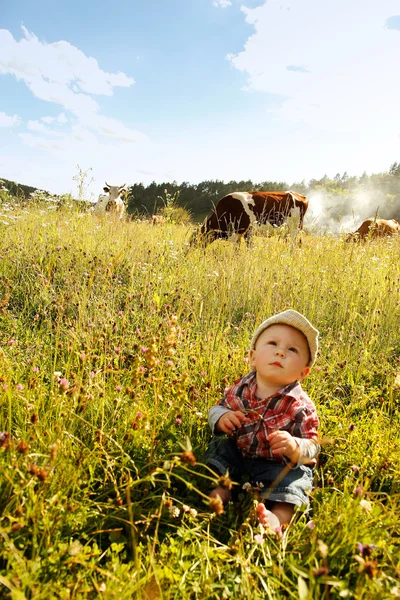 Boy and cows — Stock Photo, Image
