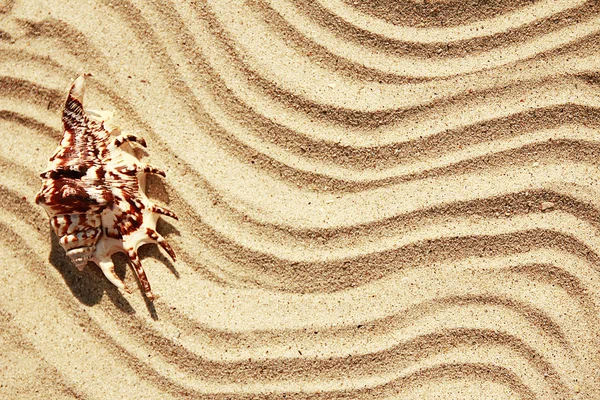Zand met shell op het strand — Stockfoto