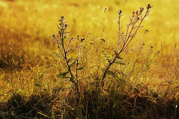 Dikenli yabani otlar — Stok fotoğraf