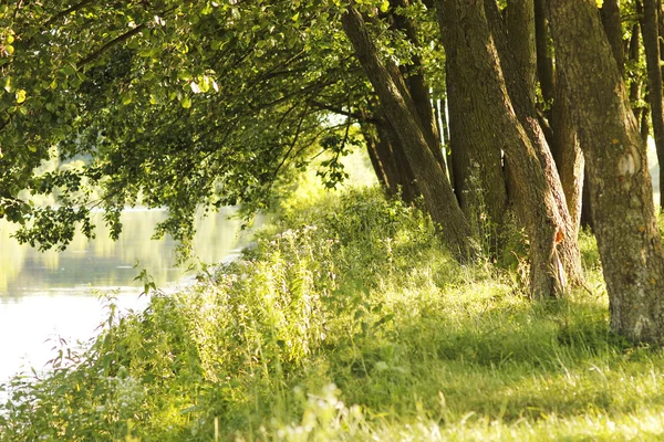 Tree trunks near the pond — Stock Photo, Image