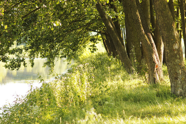 Tree trunks near the pond