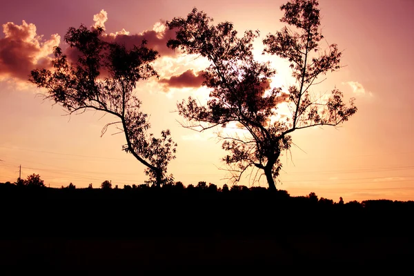 Silueta de los árboles sobre la puesta del sol —  Fotos de Stock