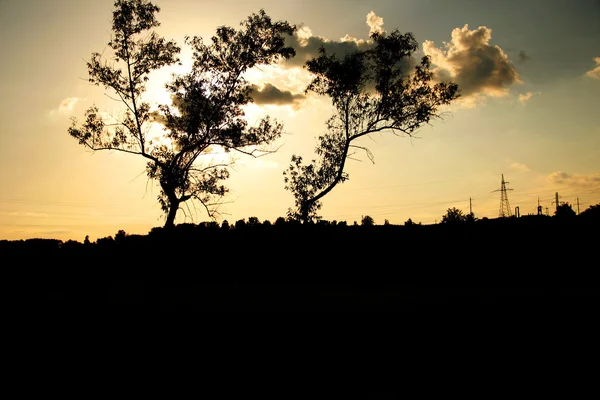 Silueta de los árboles sobre la puesta del sol —  Fotos de Stock