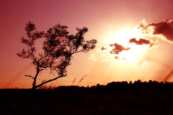 Silueta del árbol sobre la puesta del sol —  Fotos de Stock