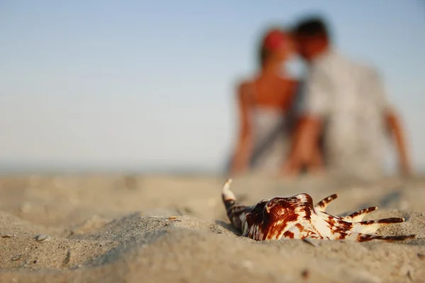 Shell on sea shore — Stock Photo, Image