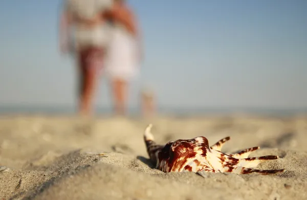 Shell na costa do mar — Fotografia de Stock