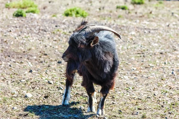 Cabra Feliz Zoológico Naturaleza —  Fotos de Stock