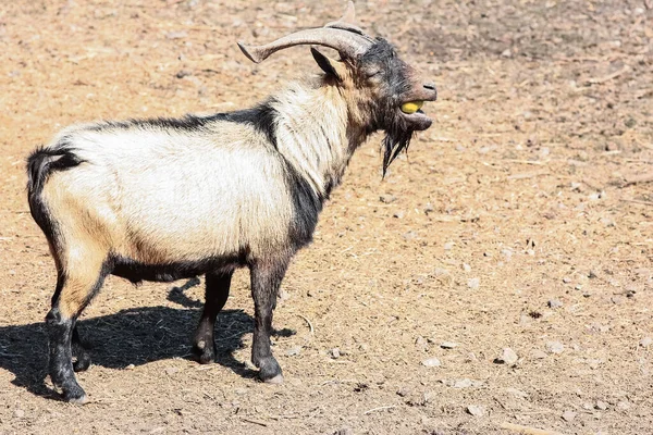 Happy Goat Zoo Nature — Stock Photo, Image
