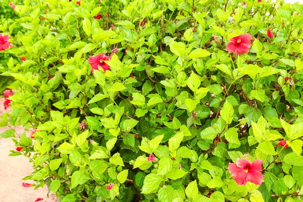 Beautiful Flowers Sea Shore Nature Park Background — Stock Photo, Image