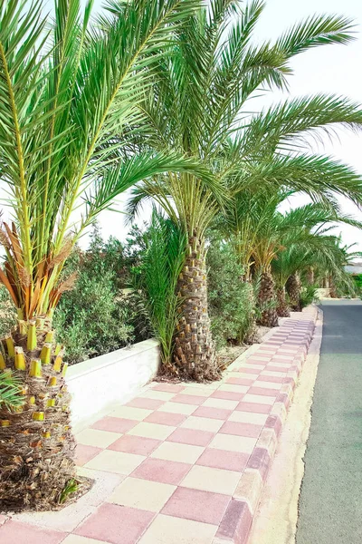 Beaux Palmiers Bord Mer Sur Nature Chypre — Photo