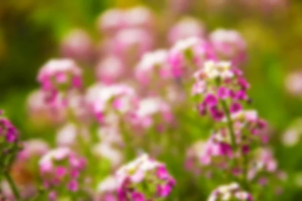 Beautiful Flowers Nature Park Background — Stock Photo, Image