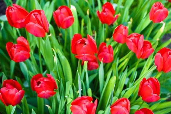 Tulips Nature Park Background — Stock Photo, Image