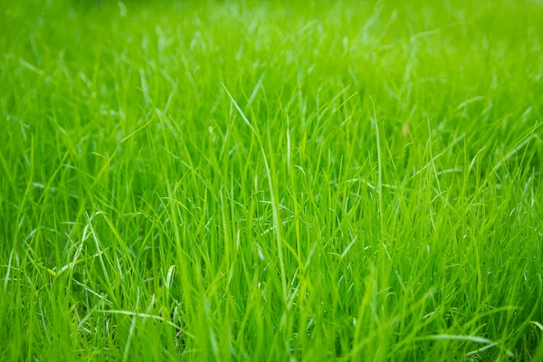 Erba Sulla Natura Sullo Sfondo Del Parco — Foto Stock