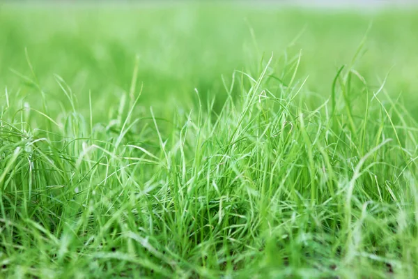 Fondo Hierba Verde Temporada Verano —  Fotos de Stock