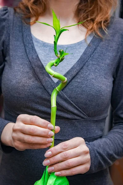 Grüner Bambus Den Händen Vor Hintergrund — Stockfoto