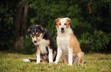 kenar kömür ocağı cute puppies