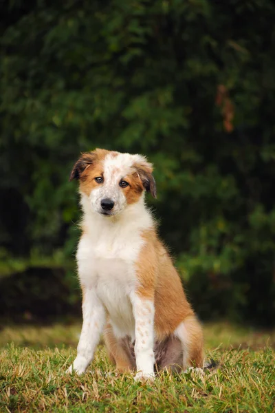 Frontera collie lindo cachorro — Foto de Stock