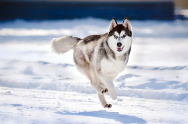 Cute dog hasky running in winter clipart