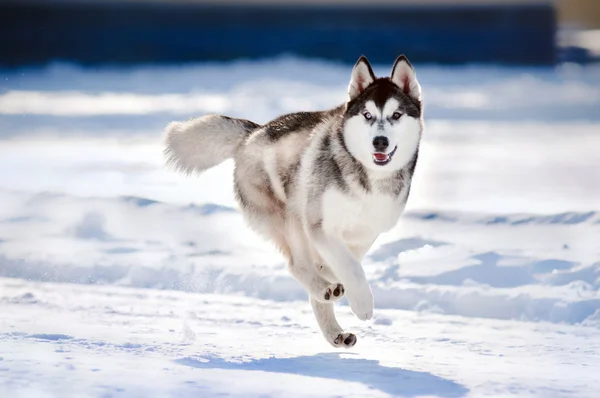 Sevimli köpek hasky kışın çalıştırma — Stok fotoğraf